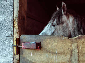 Confined horse
