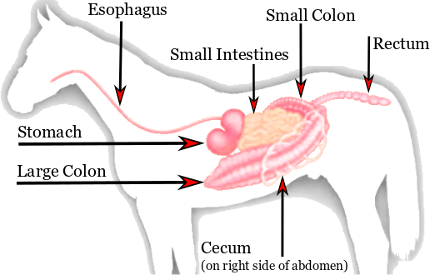 Equine Gastrointestinal Tract