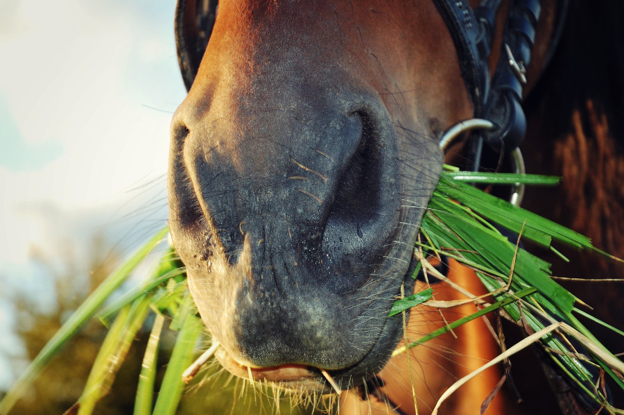 Horse Eating Grass