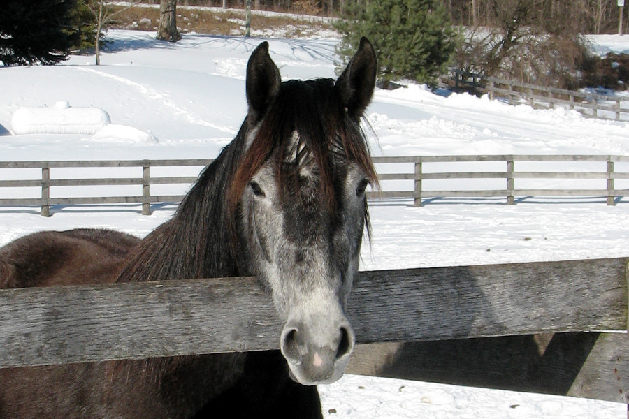 Horse in Winter